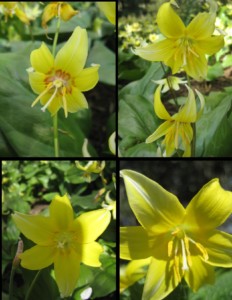 4 different views of a flowering Erythronium