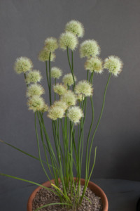 Allium ericetorum_exh_Jim McGregor_87324839249168