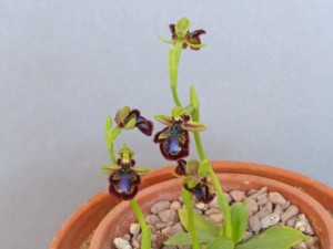 Ophrys speculum - Ju Bramley - 1200 Pixels - 105059646586
