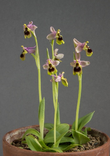 Ophrys tenthredinifera (Exhibitor: Steve Clements)