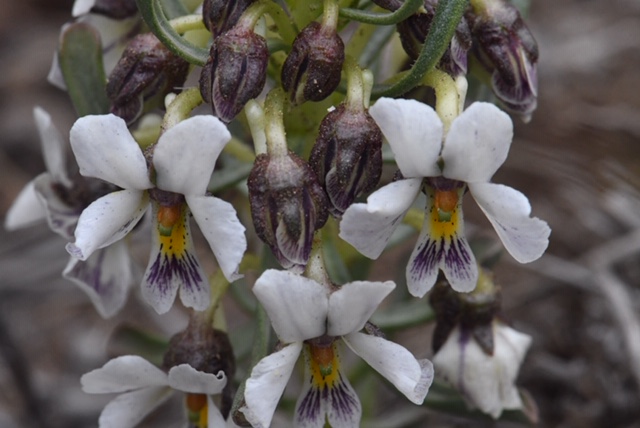 Viola escondidaensis