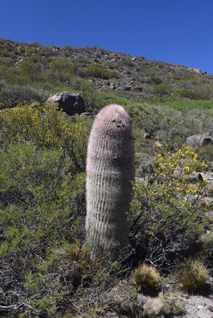 Denmoza cactus