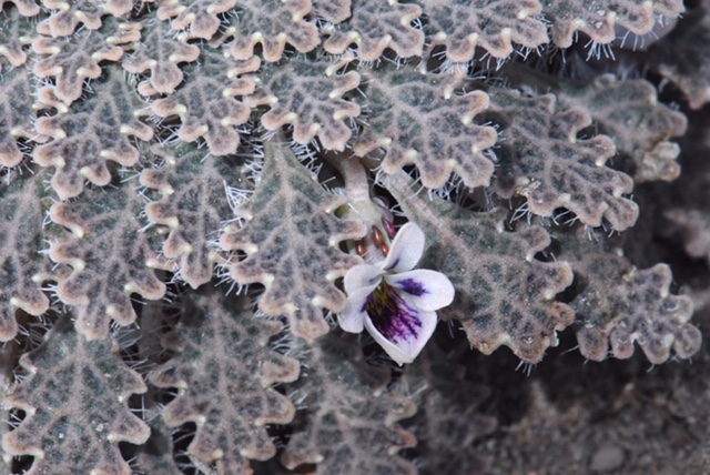 Viola tectiflora