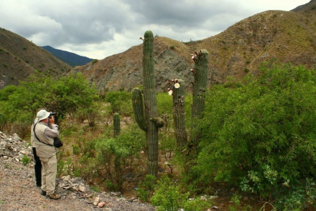 Cacti Argentina