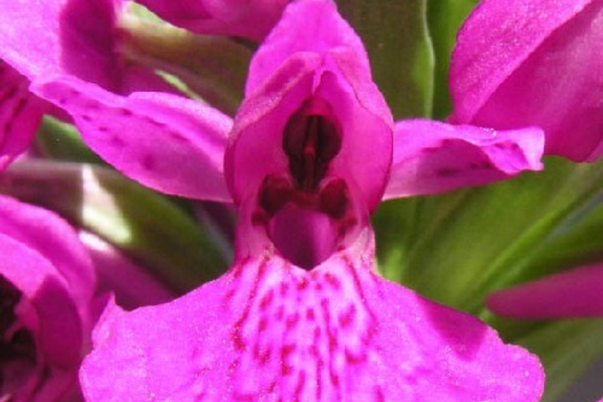 Madeira orchid (Dactylorhiza foliosa)