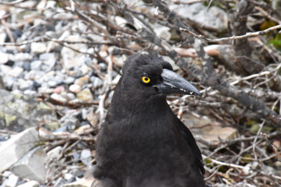 A black Currawong bird