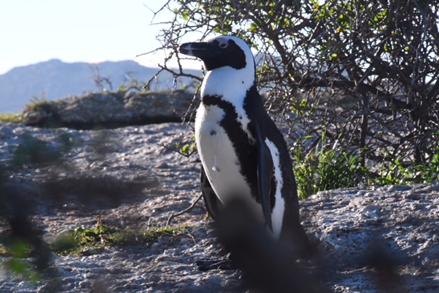 Penguin Western Cape South Africa