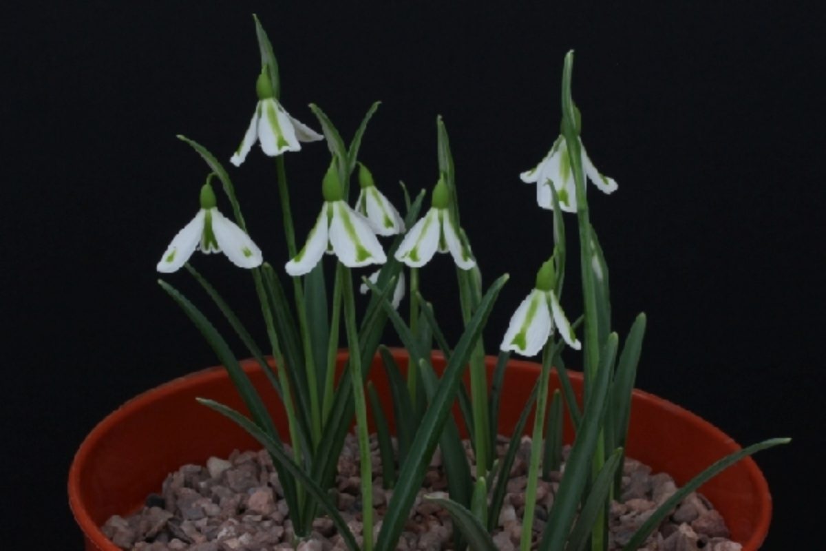 Galanthus Philippe Andre Meyer DC Pershore early 25 2 17IMG_...46037