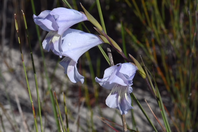 Gladiolus carinatus Western Cape South Africa