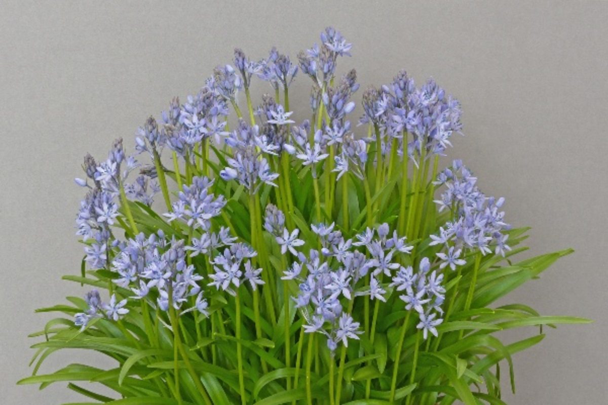Hyacinthoides italica - Les Brown