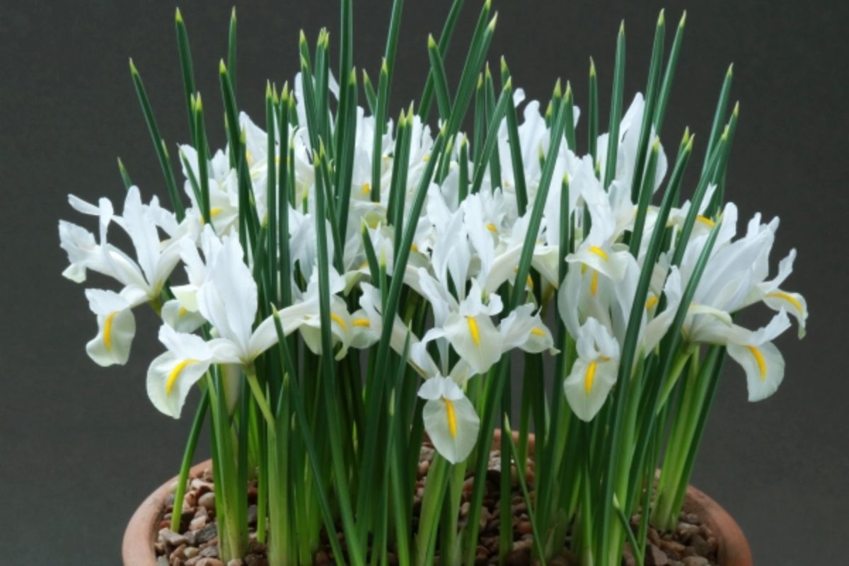 Iris reticulata White Caucasus Robert Rolfe Loughbrorough