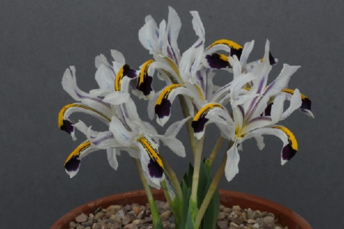 Iris rosenbachiana Darwas strain Ivor B Pershore early 25 2...46039