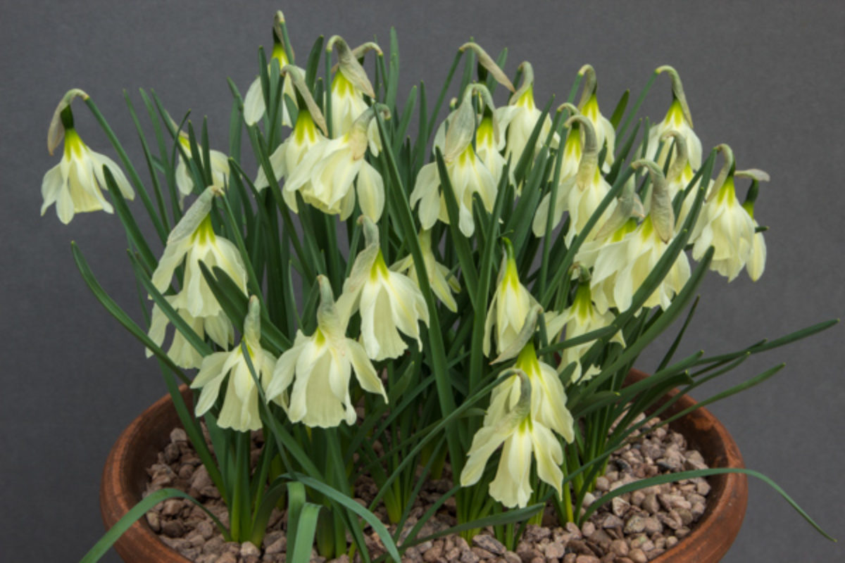 Narcissus alpestris_exh_Alan Furness_Royal Bank of Scotland Award-03904570946026