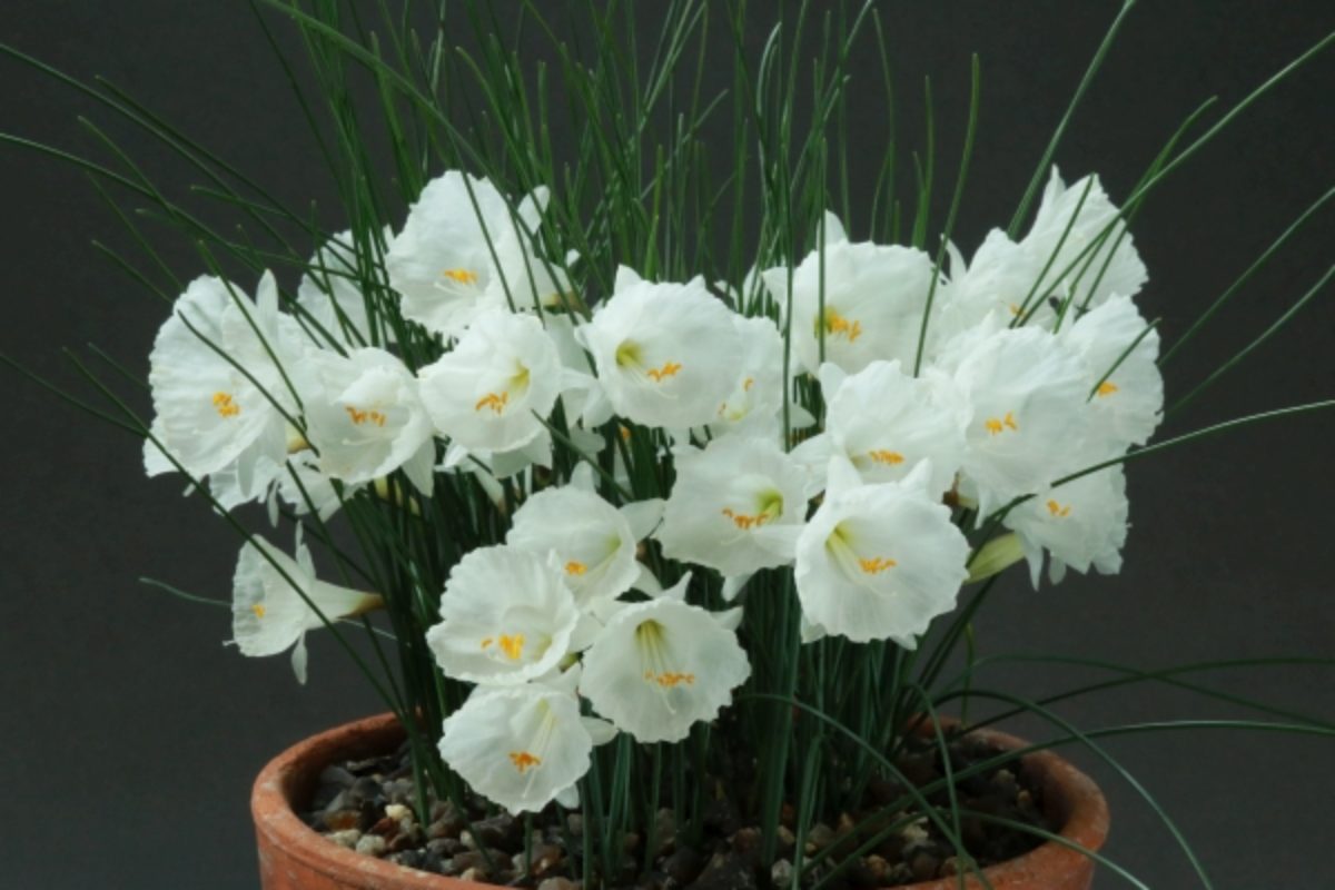 Narcissus cantabricus Nigel Fuller Loughbrorough