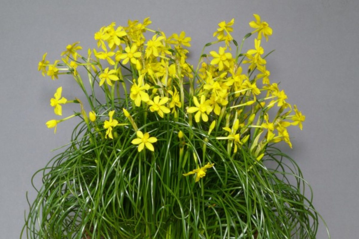Narcissus_cordubensis_-_Heather_Barraclough