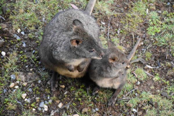 A mother and baby Pademelon in Cradle Mountain National Park