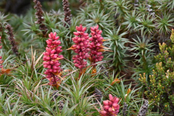 Richea scoparia in Mount Field National Park - Tazmania