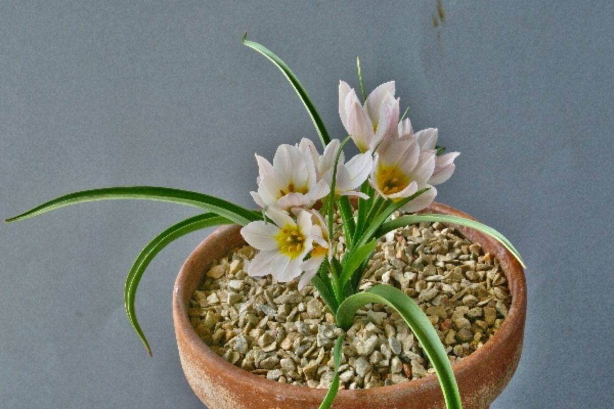 Tulipa cretica _Archanes__Gordon Finch_