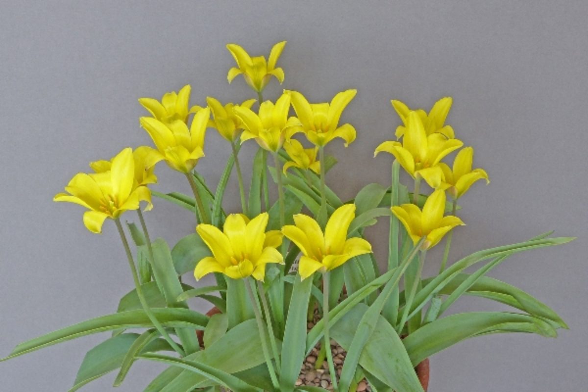 Tulipa iliensis - Clare Oates