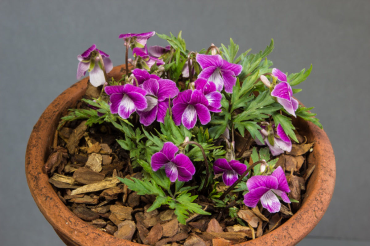 Viola chaerophylloides Beni-zuru sd from Japan sn 2014_exh_Millwood Plants