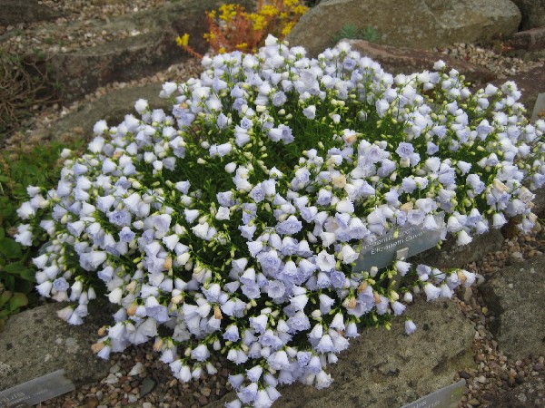 Introduction to growing alpine plants, Campanula cochlearifolia 'Elizabeth Oliver'