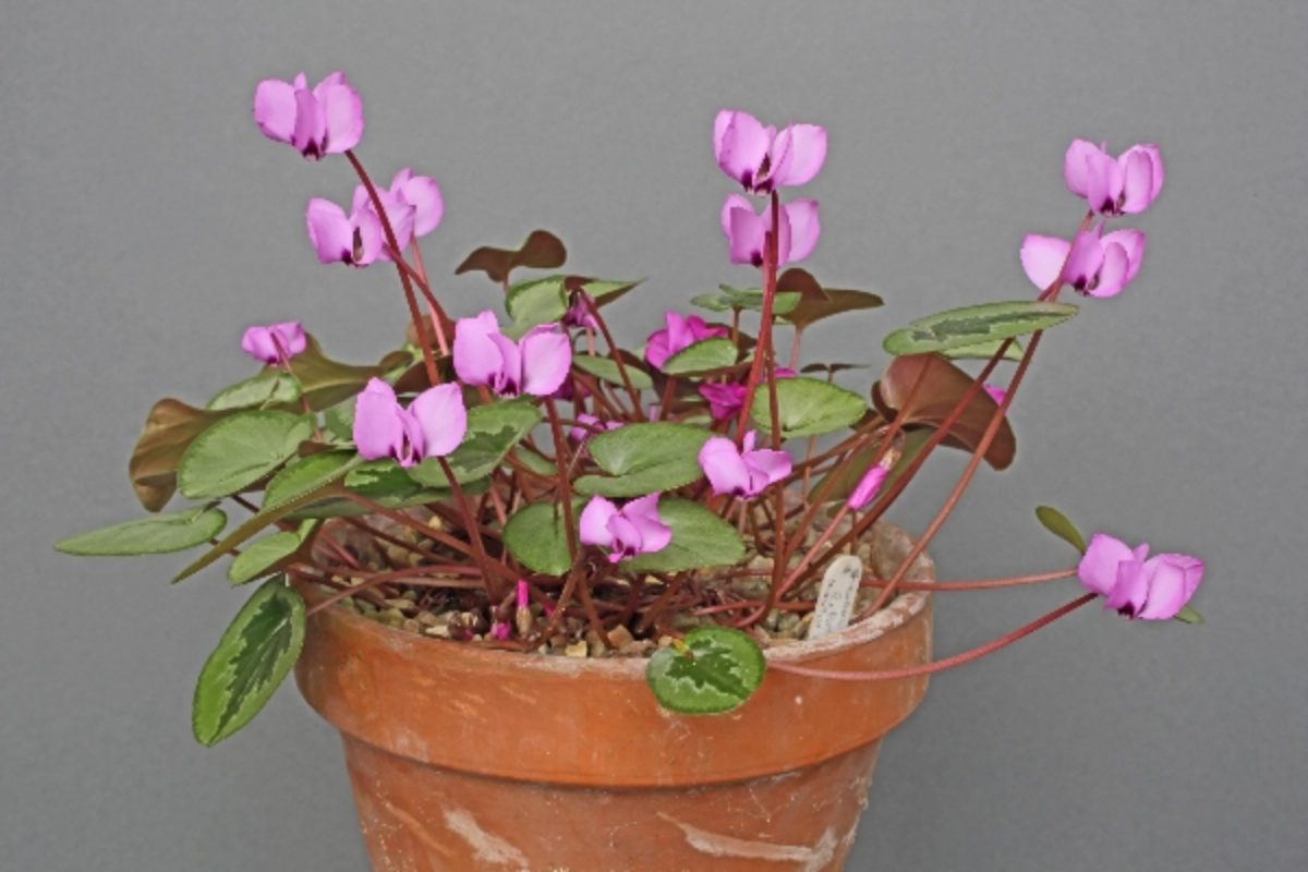 cyclamen-coum-Pewter-group_steven-squires_luton_GI2A606345929