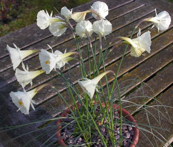 A close up of a pot of narcissus romieuxii