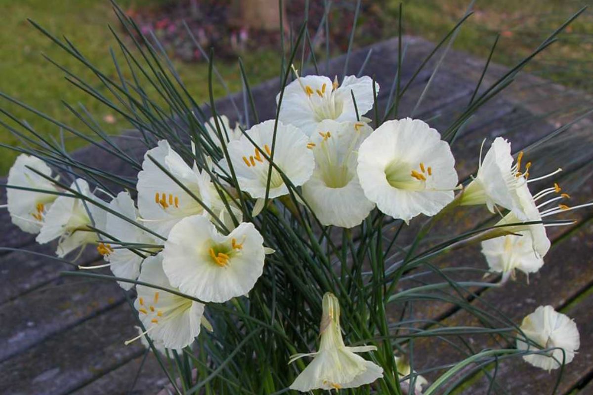 A close up of a pot of narcissus romieuxii