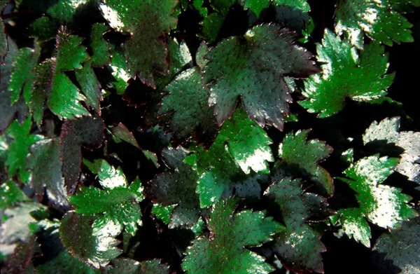 Close up of the foliage of S. Fortunei
