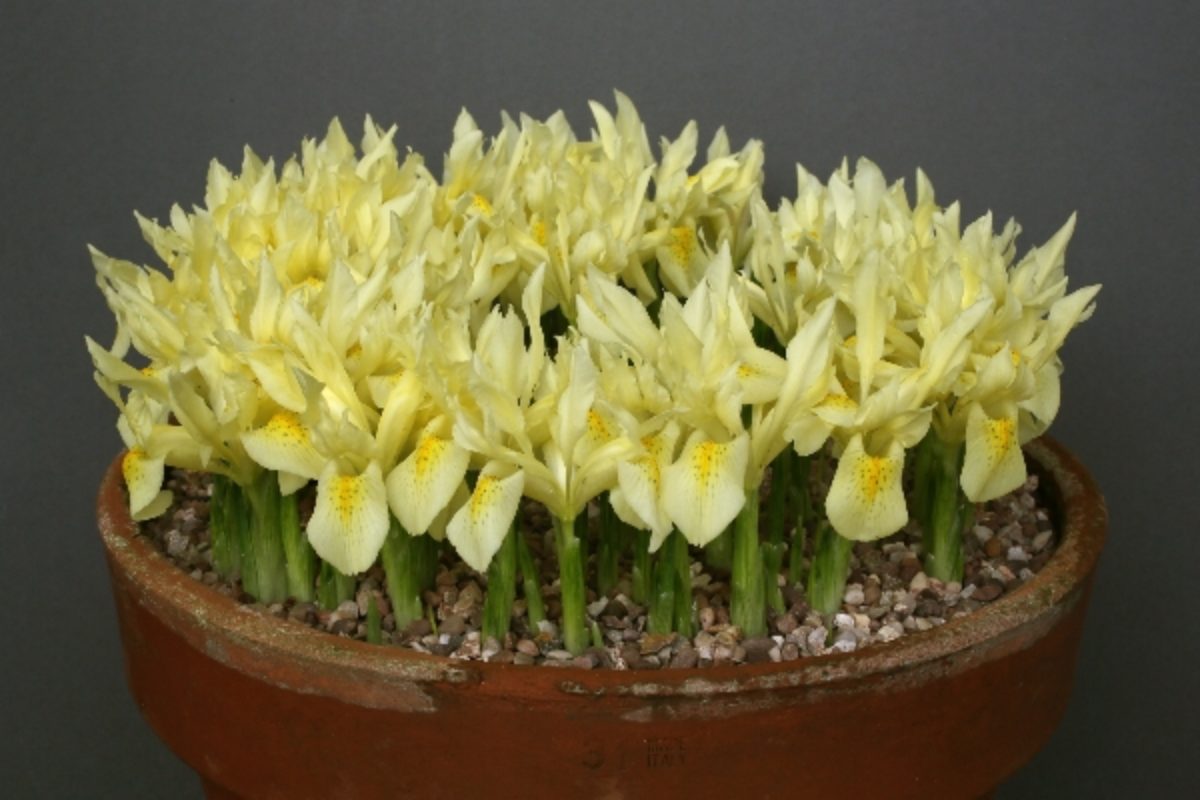 Iris winogradowii (Exhibitor: John Dixon)
