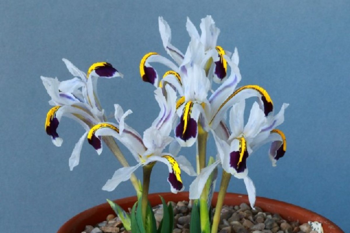 Iris rosenbachiana 'Darwas' shown by Ivor Betteridge