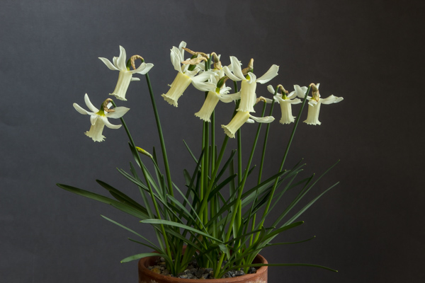 Narcissus alpestris x cyclamineus (Bob & Rannveig Wallis)