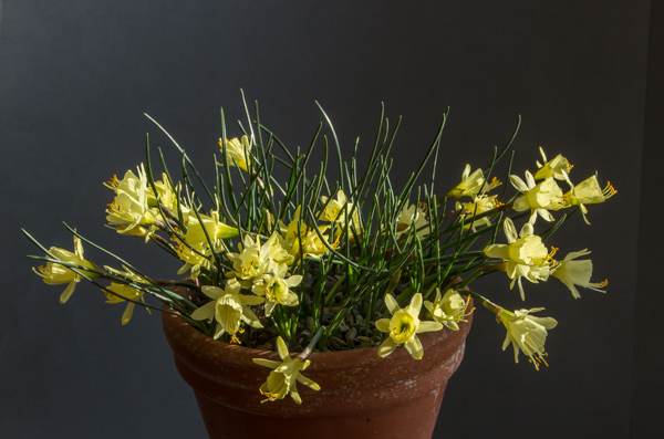 Narcissus hedreanthus (Bob & Rannveig Wallis)