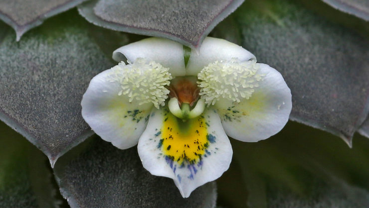 Viola skottsbergiana