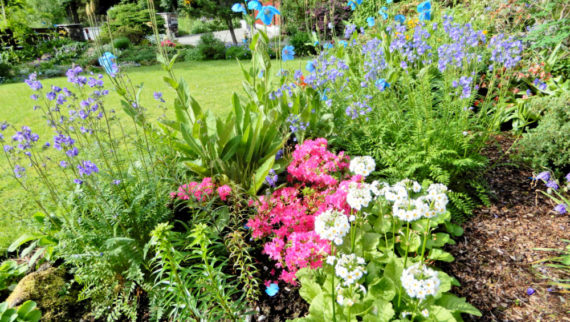 Winner Class 5, 2017: Tall herb bed, own garden, Norway (Hilary Birks)