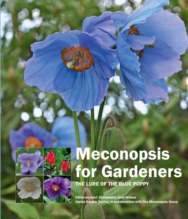 Meconopsis for gardeners