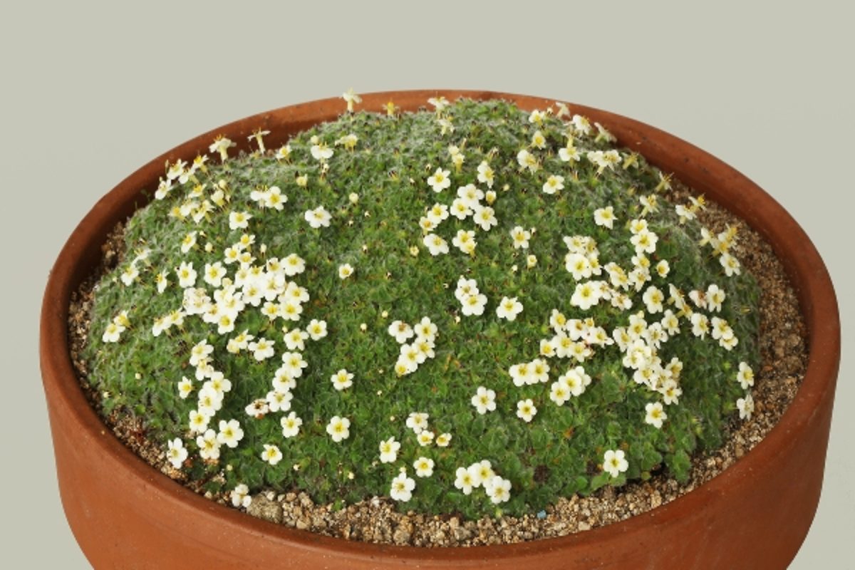 Myosotis pulvinaris Pat & George Gordon - Bangor (Best plant from Australasia) R46925