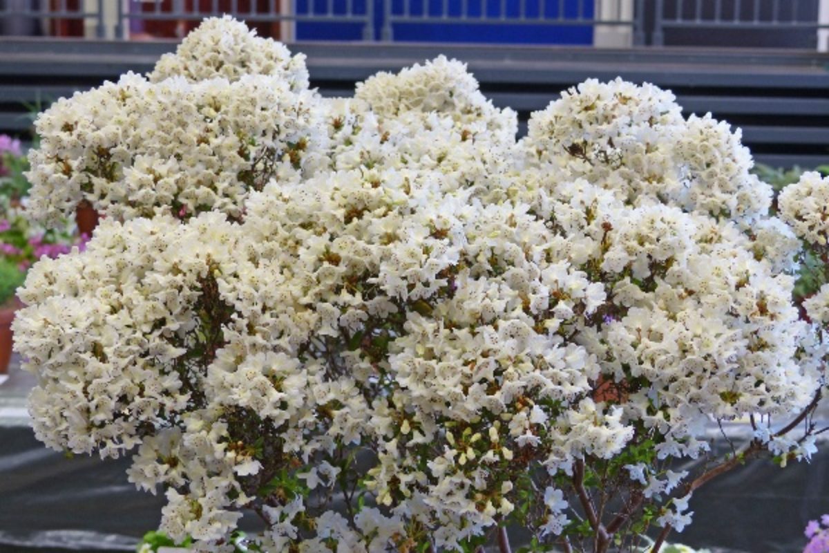 Rhododendron racemosum (Dwarf White Form) - Robert Rolfe - 1200 Pixels -... - Copy (2)46591