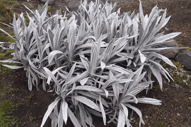 Senecio (planted by National Park but grows naturally on Cotopaxi)