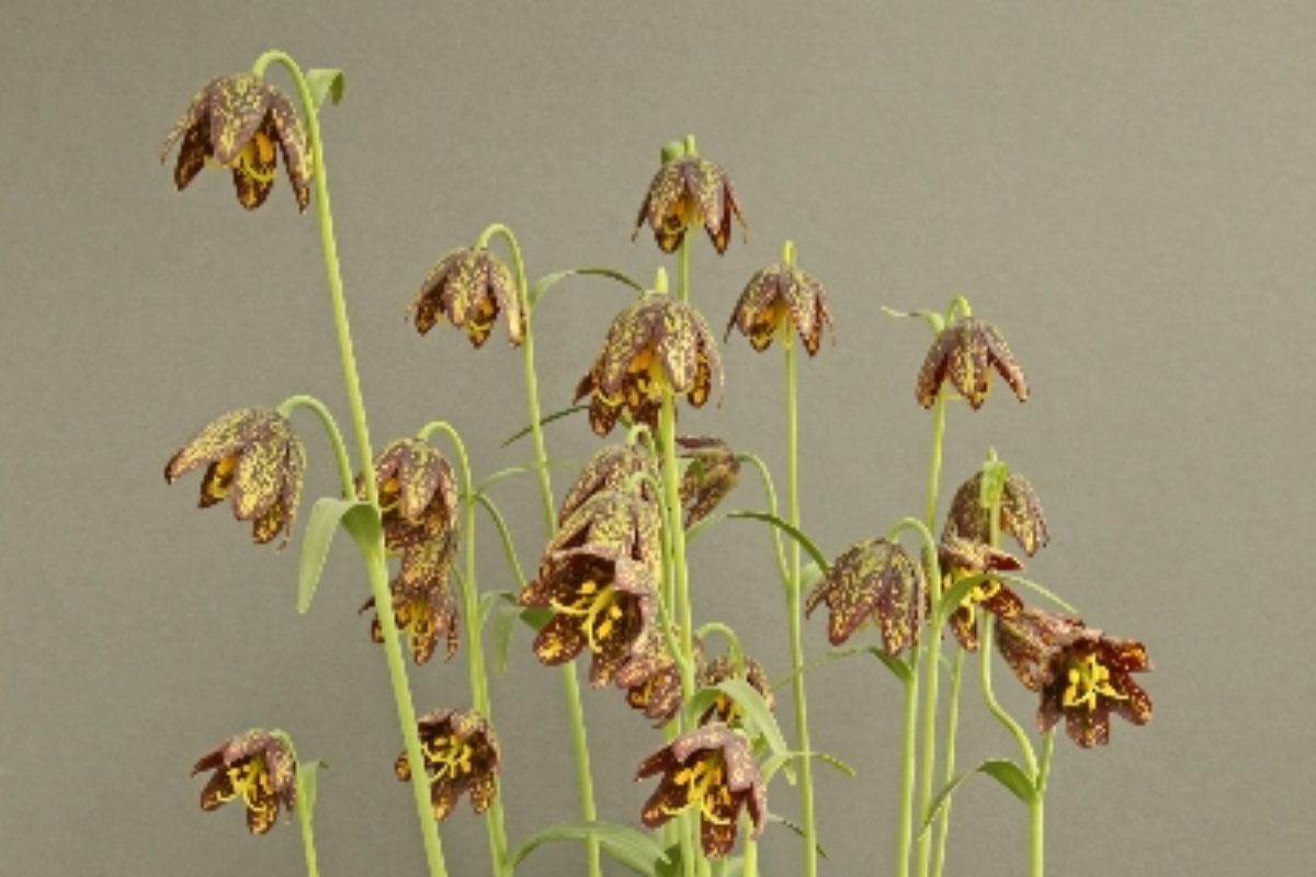 fritillaria-affinis_clare-oates_scunthorpe_sudbury-prize_GI2A676447151