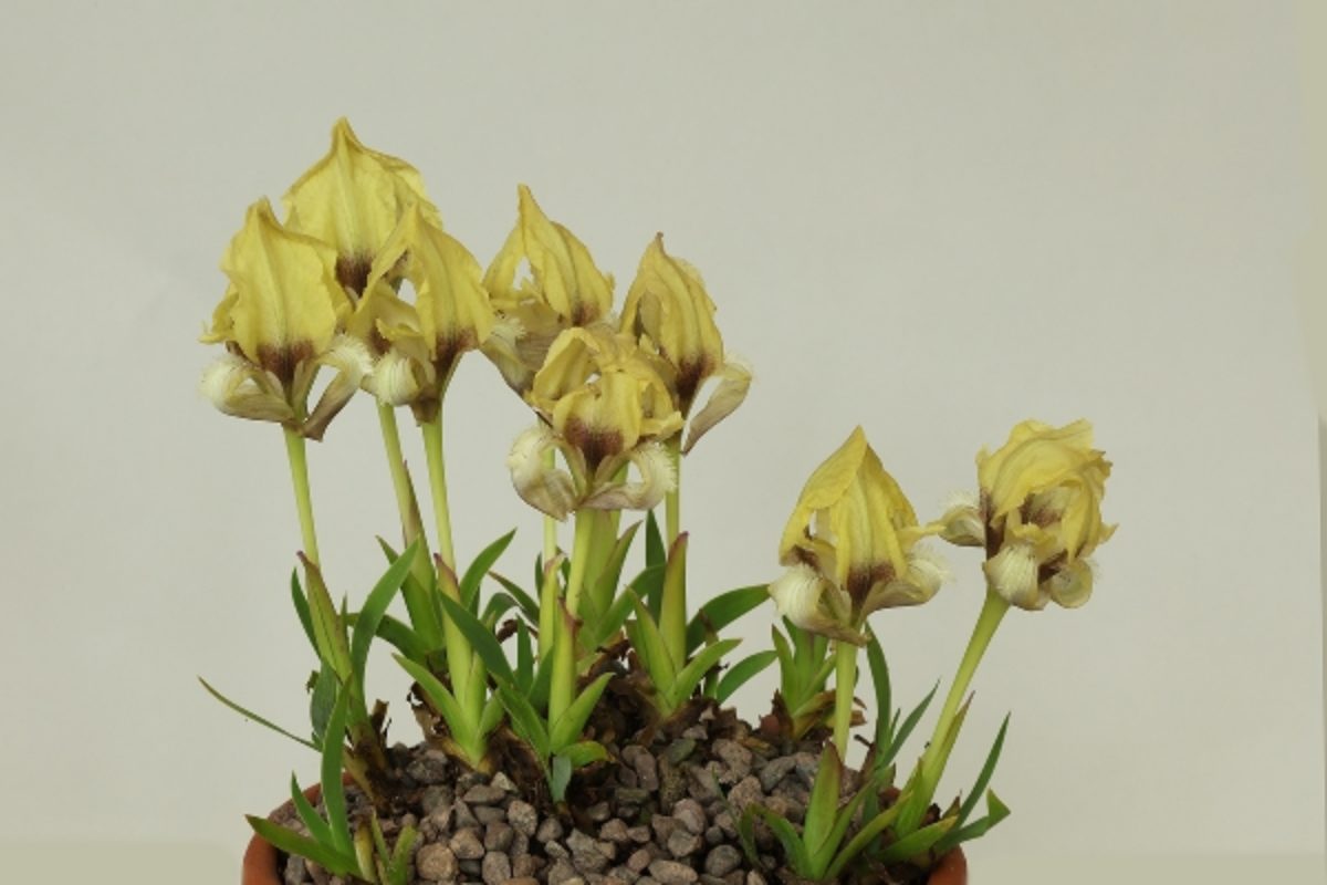 sizedClass 99 Iris pumila attica Mr & Mrs McCaughey - (Best bulbous plant in B Section) R46920