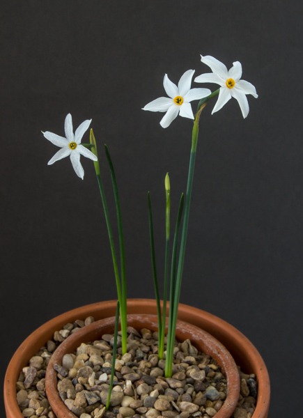Narcissus elegans (Exhibitor: Anne Wright)