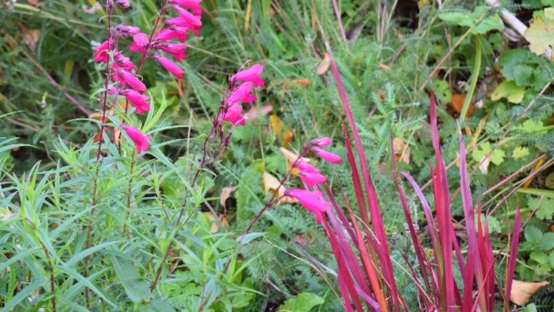 Elsewhere in this bed, Penstemon 'Garnet' makes a great pairing with the grass Imperata cylindrica 'Rubra'.