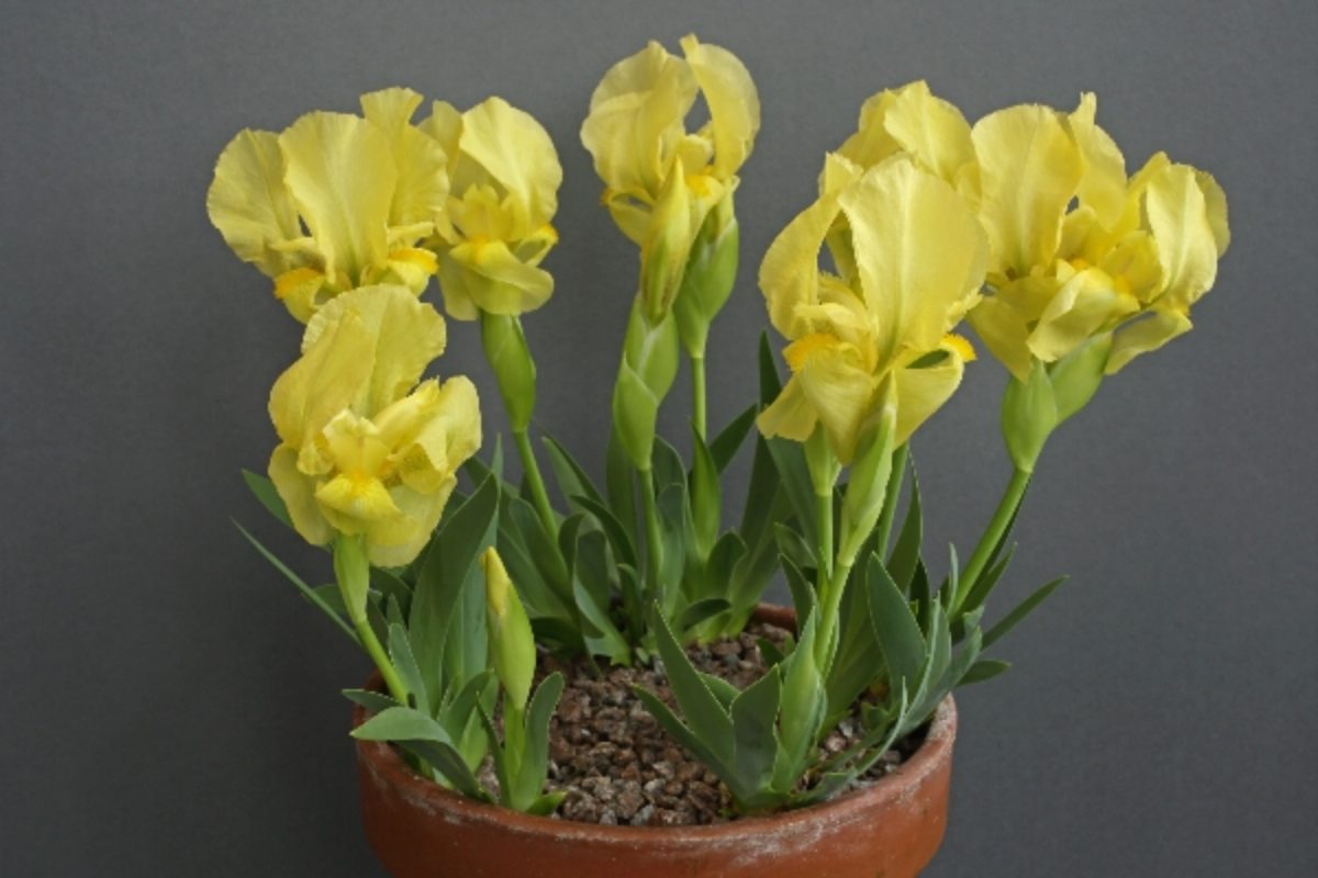 iris-schachtii-yellow-form_philip-walker_canvey-island_ags-invicta-trophy_GI2A625046851