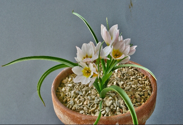 Tulipa cretica 'Archanes' (Exhibitor: Gordon Finch)