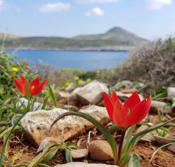 Tulipa goulimyi, peloponnese, greece