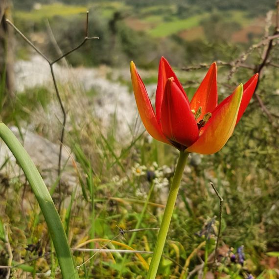 Tulipa orphanidea, peloponese greece