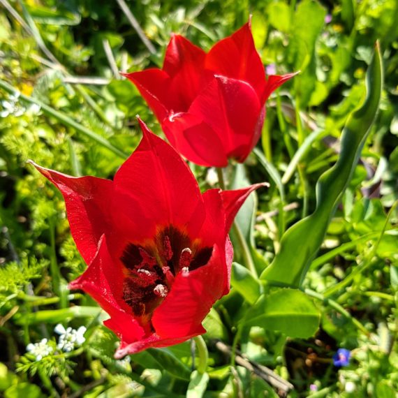 Tulipa undulatifolia, Peloponnese, Greece
