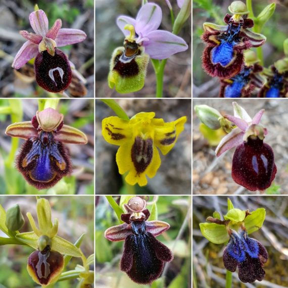 Bee orchids, various Ophrys species, Peloponnese, Greece