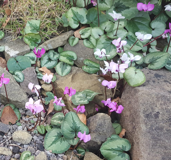 Cyclamen coum naturalised in the AGS garden in Pershore, Worcestershire.
